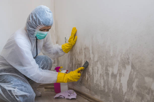 Mold Testing and Removal in Wellington, OH