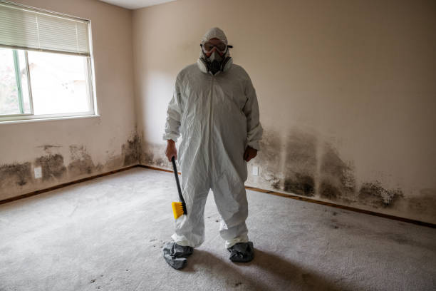 Best Same-Day Mold Removal  in Wellington, OH