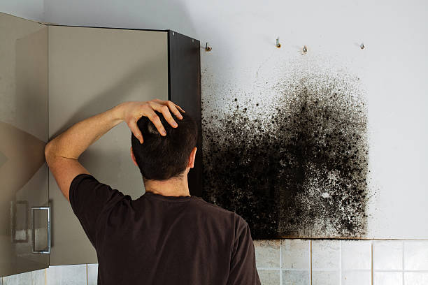 Best Residential Mold Removal  in Wellington, OH