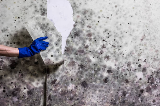 Wellington, OH Mold Removal Company